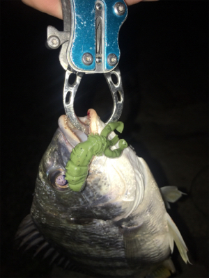 淀川ブリームゲーム カスタムナスキーでキビ…