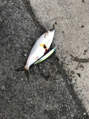 あ〜‼️ タチウオ釣りたい❗️