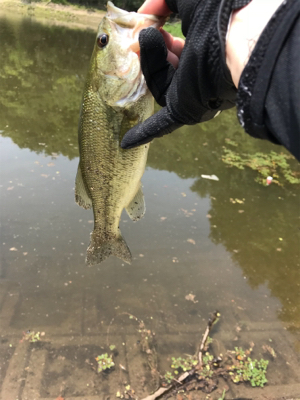 ヤマセンコー2インチ最強説