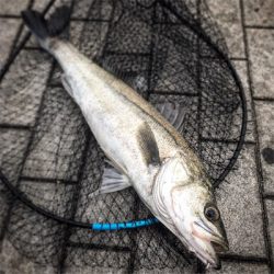 5ヒット3バラシ