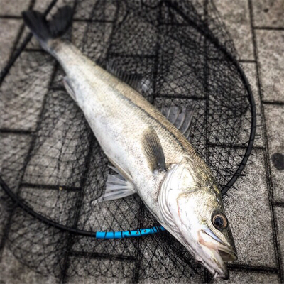 5ヒット3バラシ