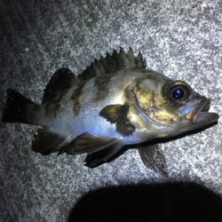 メバリング期待はずれの渋さ