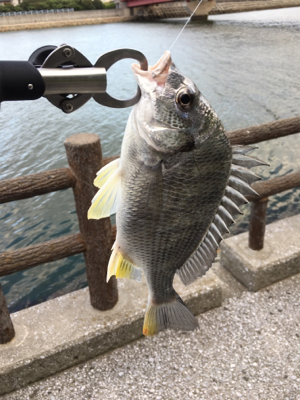 風強かったけど、なんとか一匹。