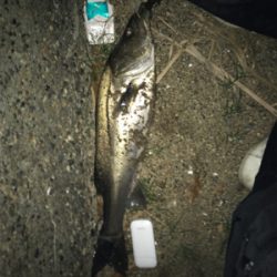 今年初シーバス♪