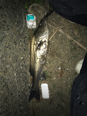 今年初シーバス♪