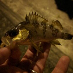 雨後、強風でメバルはタフコン