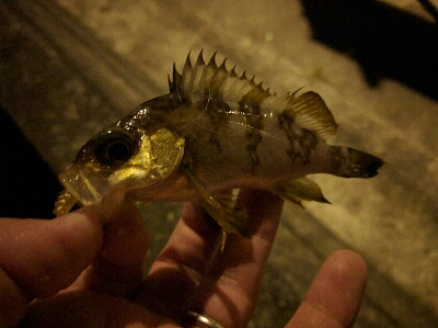 雨後、強風でメバルはタフコン