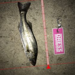 雨上がりのメバリングは…