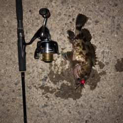 とにかく釣れる釣れる