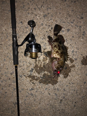 とにかく釣れる釣れる