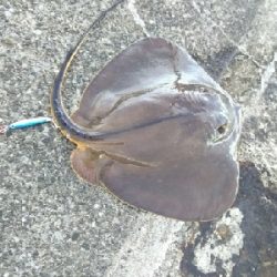 ジグでアカエイ3