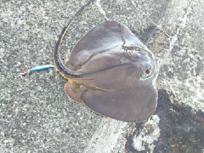 ジグでアカエイ3