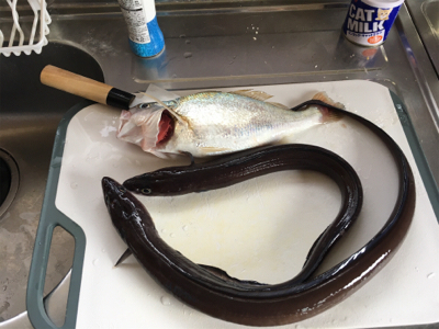 まさかのウナギ(？)