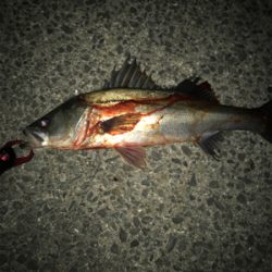 なかなか高活性(^^)