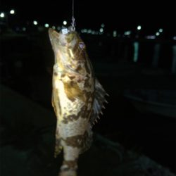 親父たちのメバル