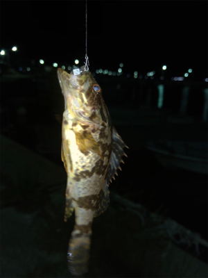 親父たちのメバル