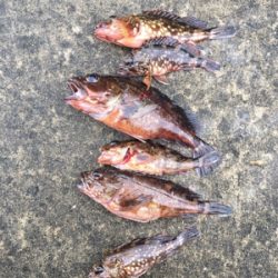 朝マヅメからガシリング