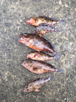 朝マヅメからガシリング