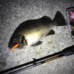 メバルプラッキング♪