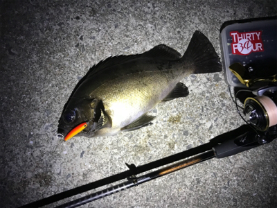 メバルプラッキング♪