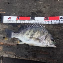 エビ撒き釣り！