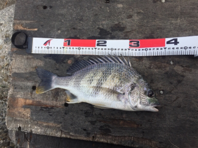 エビ撒き釣り！