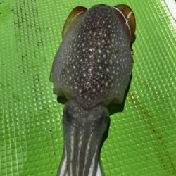 イカ釣れました