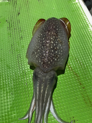 イカ釣れました