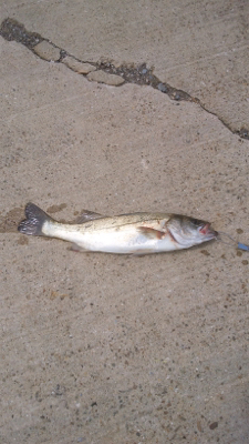 久々のエビ撒き