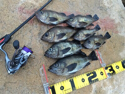 爆風メバリング