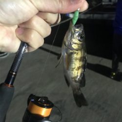 暴風の中でどうにか1匹ゲット