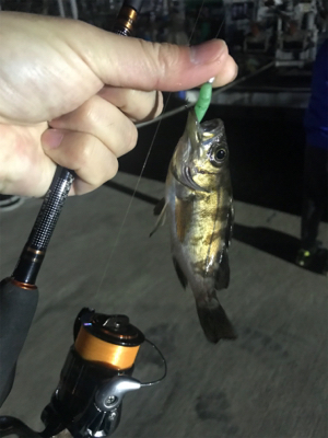 暴風の中でどうにか1匹ゲット