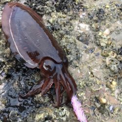 今年初アオリなのに小さっ(´；ω；｀)