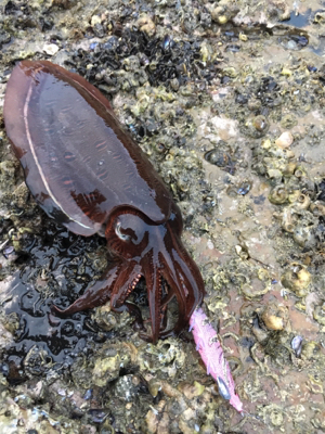 今年初アオリなのに小さっ(´；ω；｀)