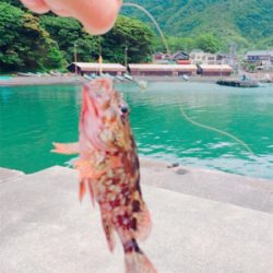 福井県 田島海水浴場でチビガシラとベラ