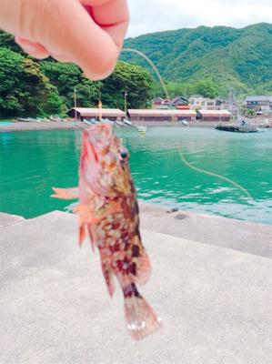 福井県 田島海水浴場でチビガシラとベラ