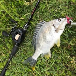 強風ベイトチニング