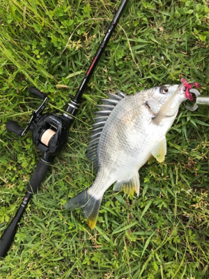 強風ベイトチニング