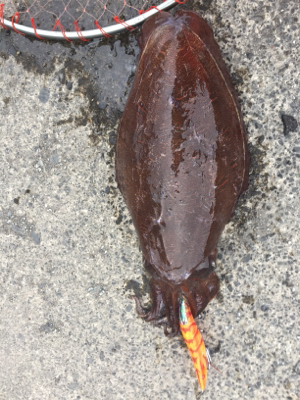 モンゴイカエギング