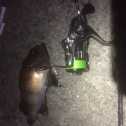 プラッキングメバル