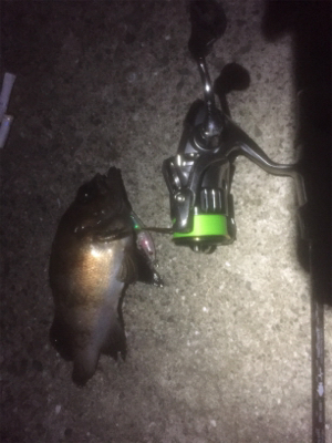 プラッキングメバル