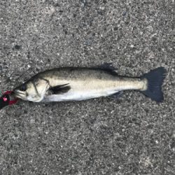 日曜日シーバス