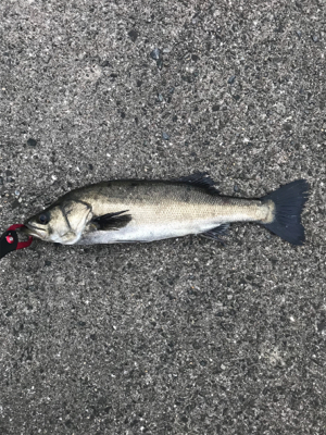 日曜日シーバス