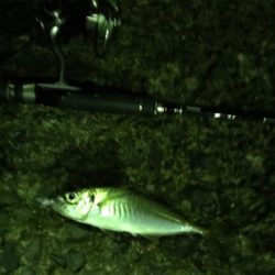 ぶっつけ本番初チニング！(釣行 其の弐拾四)