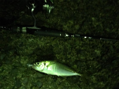 ぶっつけ本番初チニング！(釣行 其の弐拾四)