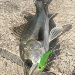 夕方デイゲーム