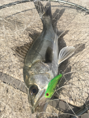 夕方デイゲーム