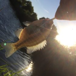 ちょいセコ釣り