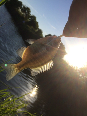 ちょいセコ釣り