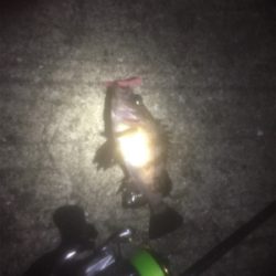 息子とメバリング